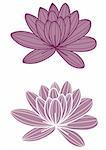two purple lotus on the white background