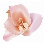 a pink magnolia flower isolate on the white background
