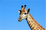 Giraffe against a blue sky in Hluhluwe-Umfolozi Game Reserve, South Africa