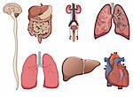 Human organ consist of brain, lung, heart, digestive system and kidney in vector