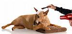 dog bath time - bull terrier getting groomed (red smut color)