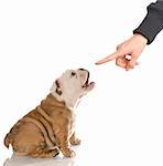 english bulldog puppy barking at finger reprimanding