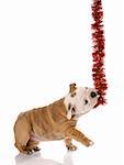 english bulldog puppy pulling on red garland