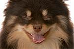 brown and tan pomeranian puppy - looks like she is laughing