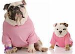 english bulldog mother and pup dressed in pink on white background