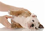 hands reaching in to pick up an english bulldog puppy on white background