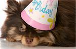 brown and tan pomeranian puppy sleeping with birthday hat on