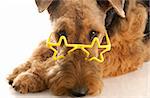 airedale terrier wearing star shaped glasses with reflection on white background