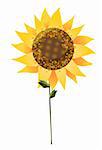 a sunflower isolate on a white background