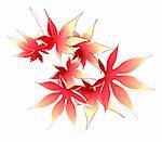 a group of maple leaves on a white background