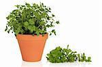 Oregano herb plant in a terracotta pot with leaf sprig, isolated over white background.