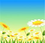 yellow and white flowers under blue sky,used as background