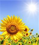 Yellow sunflowers and bright sun