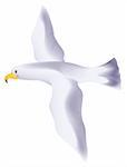 Big white seagull flying in a white background