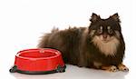 brown and tan pomeranian laying beside food dish waiting patiently on white background