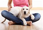 Young woman holding a beautiful and cute labrador breed dog