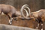 Two wild goats play-fight on the edge of a rock cliff with horns interlocked.