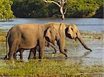 two adult sri lankan elephants with a small baby in a pool in yala national park sri lanka