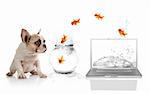 Adorable Puppy Watching Goldfish Escaping the Virtual World