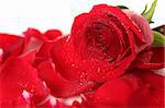 Beautiful Red Rose Lying Among Petals With Dew Drops on White Background