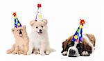 Fun Puppies Celebrating a Birthday on White Background