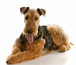 airedale terrier laying down with tongue out panting isolated on white background