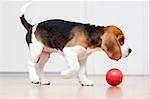 Dog playing with red ball. Beagle puppy