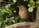 Portrait of a female Blackbird