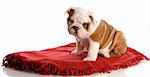 nine week old english bulldog puppy sitting on a red blanket