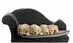 litter of cocker spaniel puppies laying down sleeping on a dog bed isolated on white background