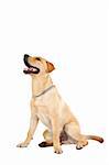 Labrador lying down and panting in front of a white background