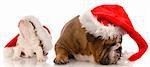 santa with attitude - english bulldog wearing santa hat arguing with puppy