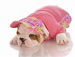 seven week old english bulldog puppy wearing matching shirt and hat