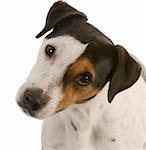 jack russel terrier portrait on white background