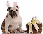 english bulldog sitting beside easter basket full of eggs