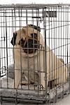 pug in a wire dog crate looking out a viewer