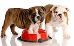 two nine week old english bulldogs puppies and a red dog food dish