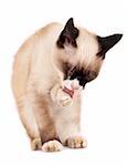 picture of a siamese cat cleaning  itself over white