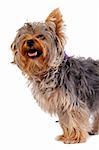 Yorkshire terrier isolated on white background looking at something