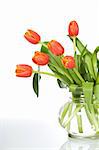 Beautiful orange tulips in glass vase - isolated on reflective surface