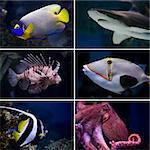 Beautiful tropical fish collection