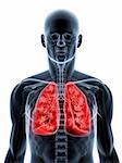 3d rendered illustration of a transparent body with highlighted lung