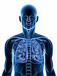 3d rendered illustration of a transparent body with detailed lung