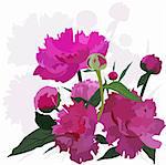 Peony. Vector floral card. Easy to edit and modify. EPS file included.