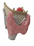 3d rendered illustration of human larynx and thyroid