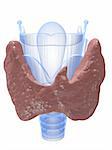 3d rendered x-ray illustration of human larynx and thyroid