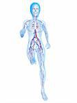 3d rendered illustration of female skeleton with vascular system