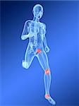 3d rendered illustration of a running skeleton with highlighted knee and hip