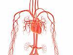 3d rendered illustration of human vascular system