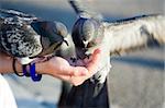 Woman cares of pigeons that are feeding seeds from palm